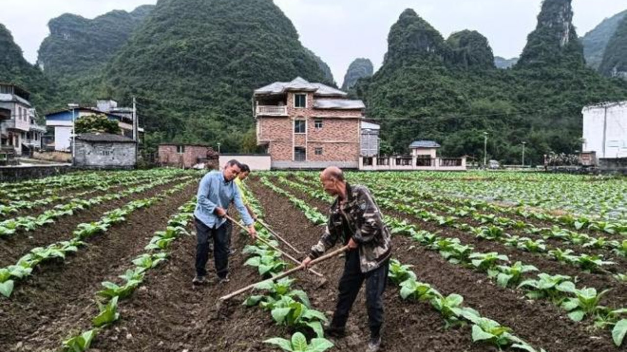 广西罗城烟草：精准施策防灾害 田间管护显担当
