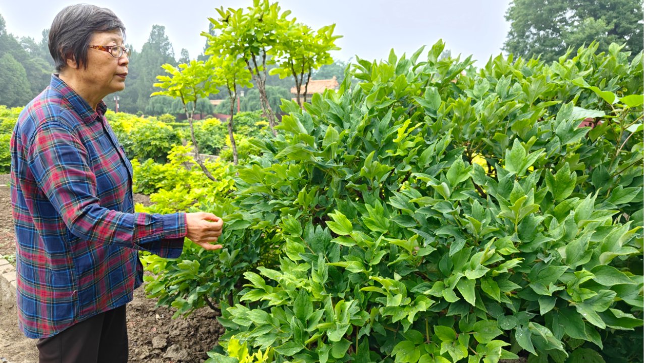 菏泽牡丹 景山繁花
