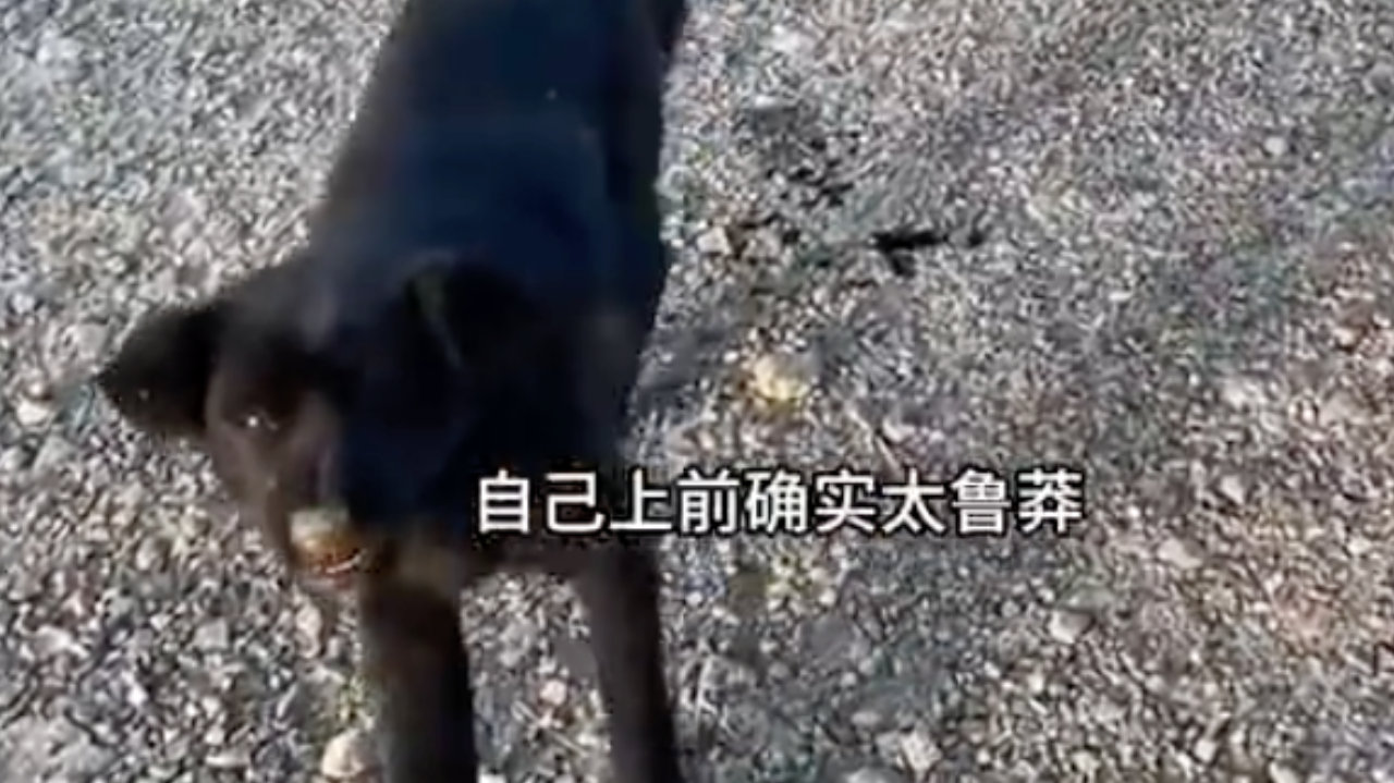 女子被流浪狗咬伤,几分钟后狗莫名死亡…… 女子被流浪狗咬伤,几分钟后狗莫名死亡……