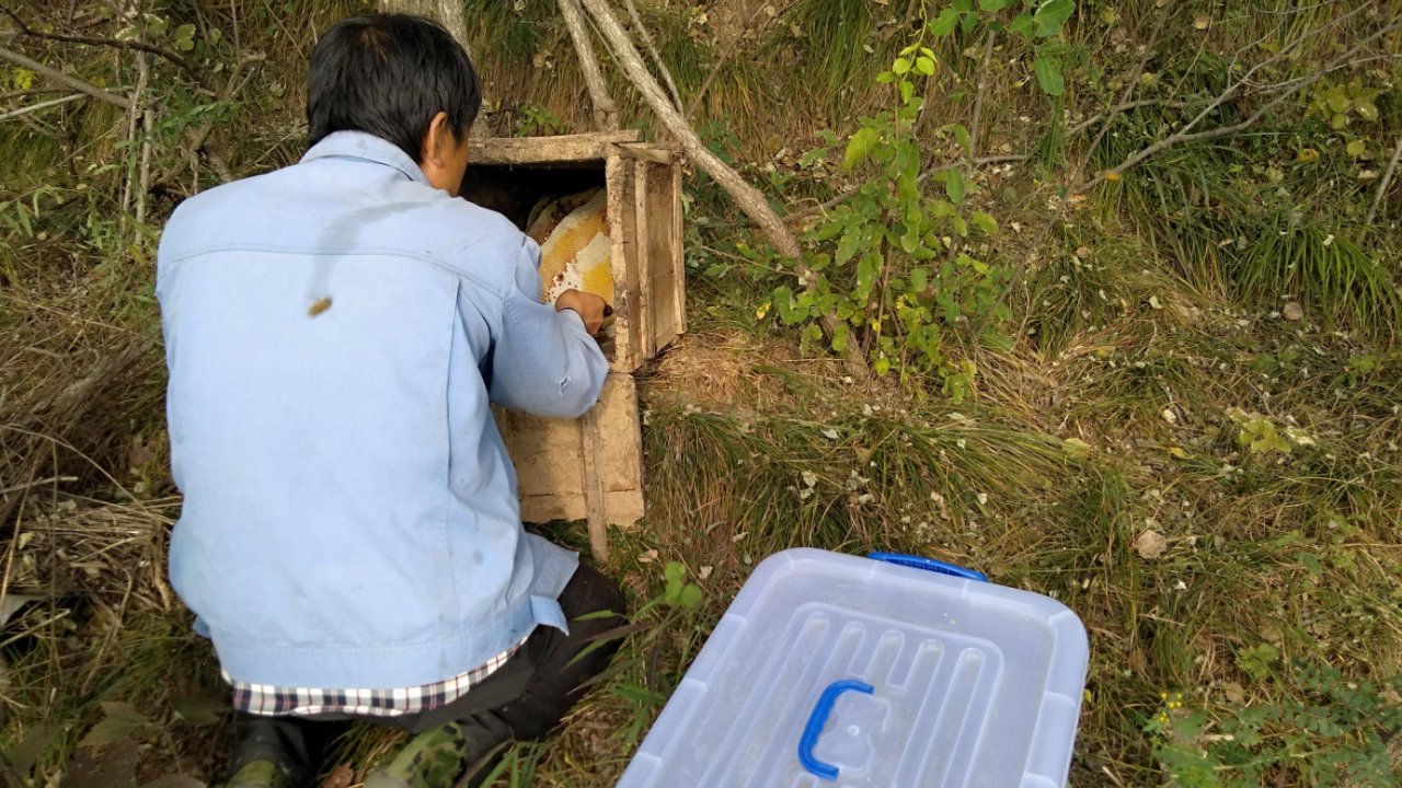 秦岭一白：苦蜂蜜是怎么形成的？