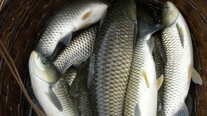 信宜凼仔鱼——来自广东茂名的国家地标农产品