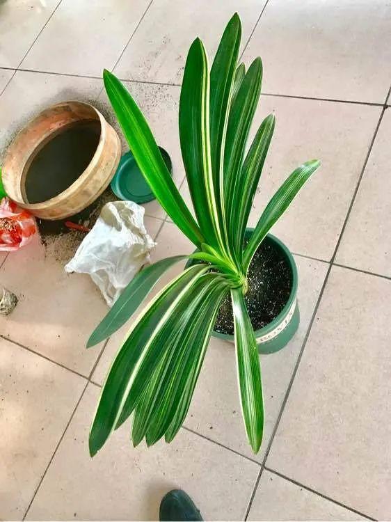 家里的花长出这种叶千万保护好特别值钱
