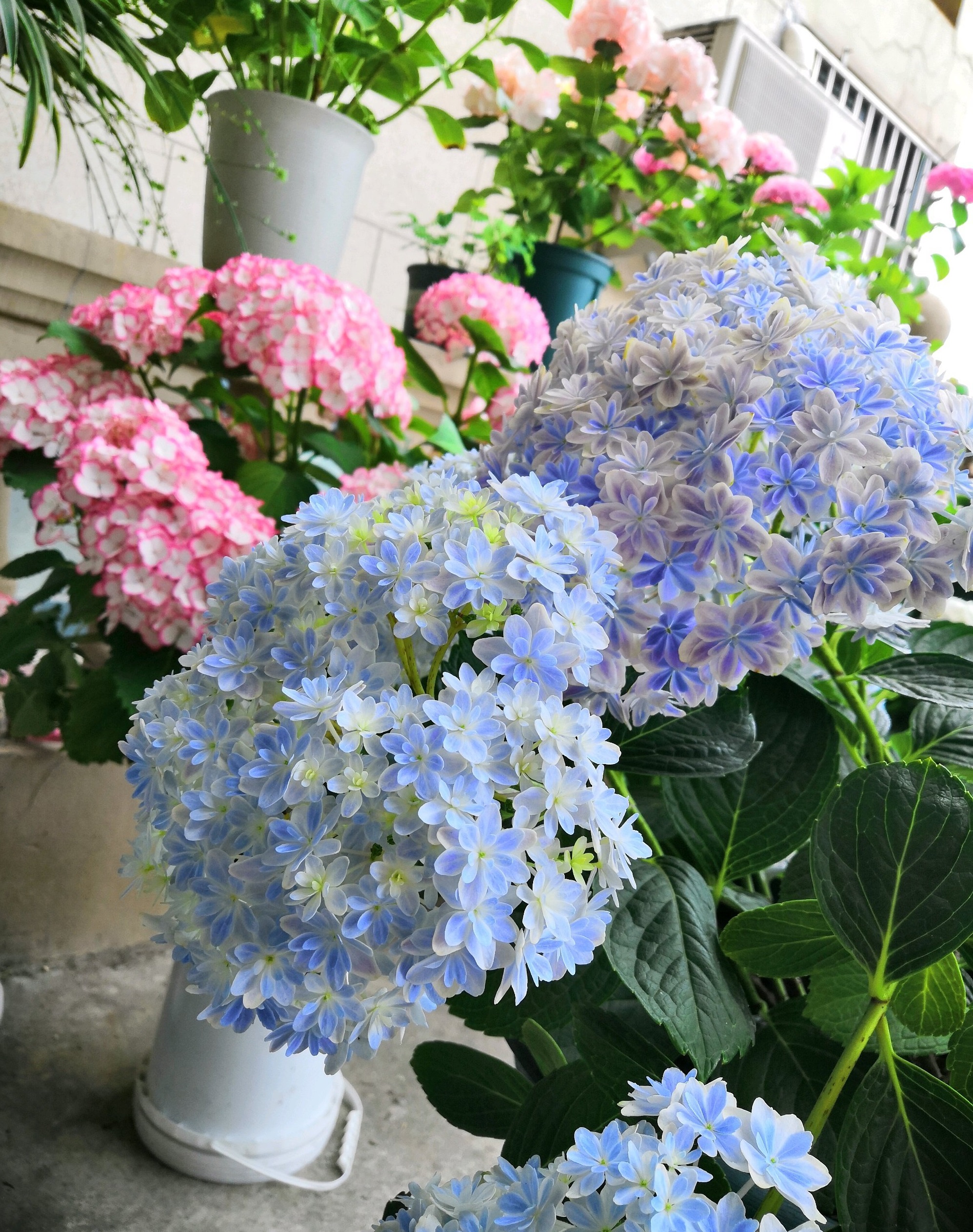 常见的绣球花,比如无尽夏,玫红妈妈等,株高都能长到一米多点,高大