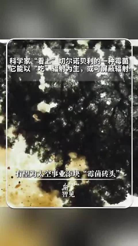 智见快讯 |科学家“看上”切尔诺贝利的一种霉菌，它能以“吃”辐射为生，或可屏蔽辐射，有望为太空事业添块