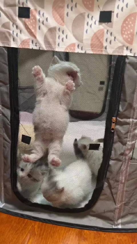 巴掌大的猫咪还想越狱