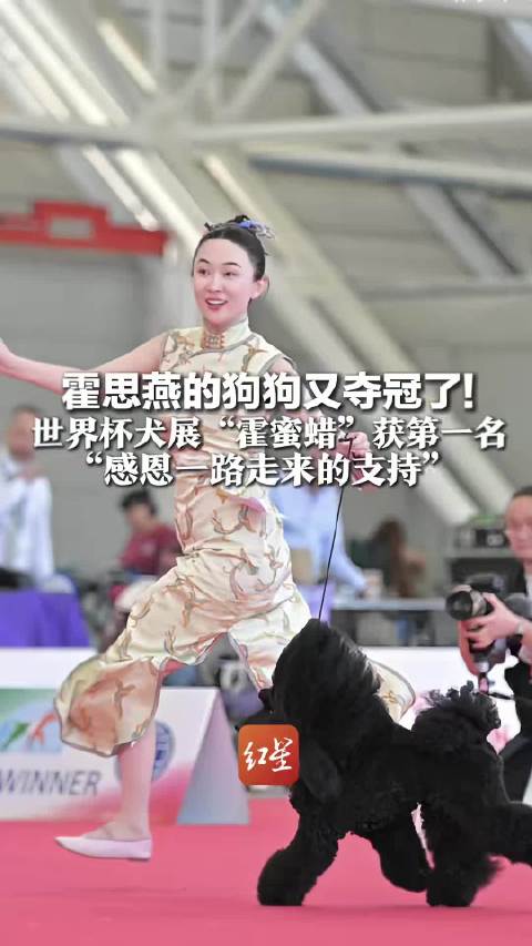霍思燕爱犬霍蜜蜡再夺世界杯犬展冠军