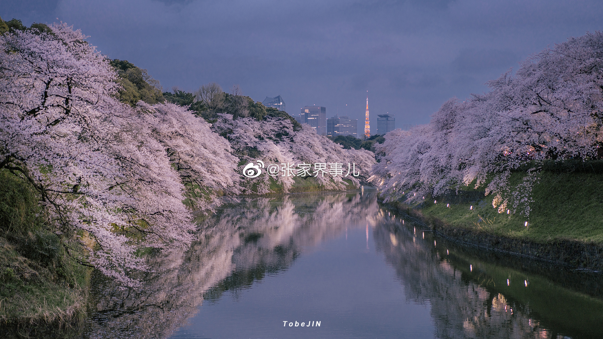 【携程攻略】景点,日本千鸟渊一个应季赏樱花的好地方。2019年3月底特意去千鸟渊看看樱…