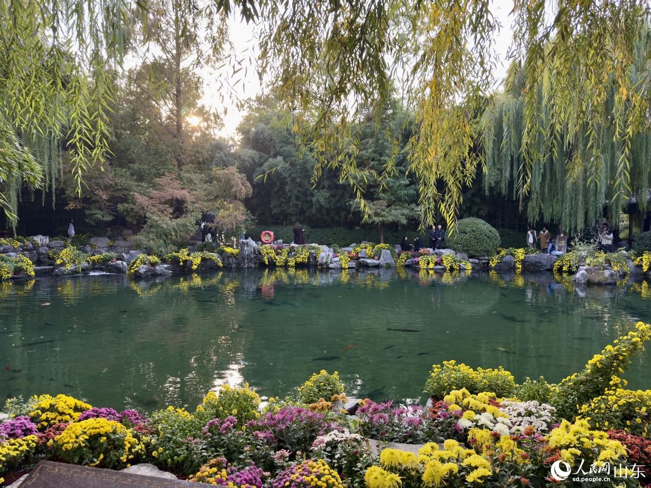 泉映菊韵正当时