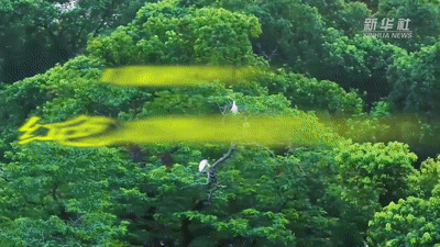 生态是江西的本色,积蓄勃勃生机   绿色是江西的底色,孕育无限希望