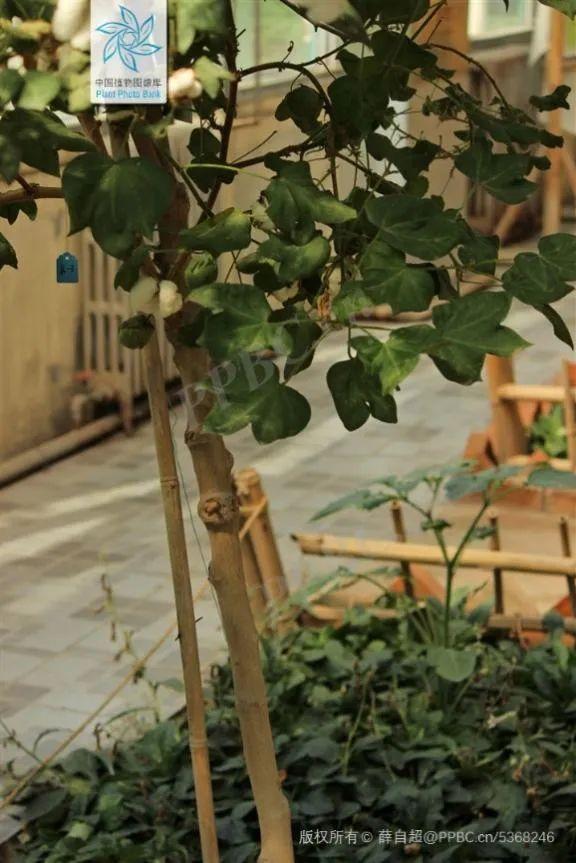 国庆假期最后一天对ta来说是个重要的日子丨花花万物丨世界棉花日休闲区蓝鸢梦想 - Www.slyday.coM 国庆假期最后一天对ta来说是个重要的日子丨花花万物丨世界棉花日休闲区蓝鸢梦想 - Www.slyday.coM