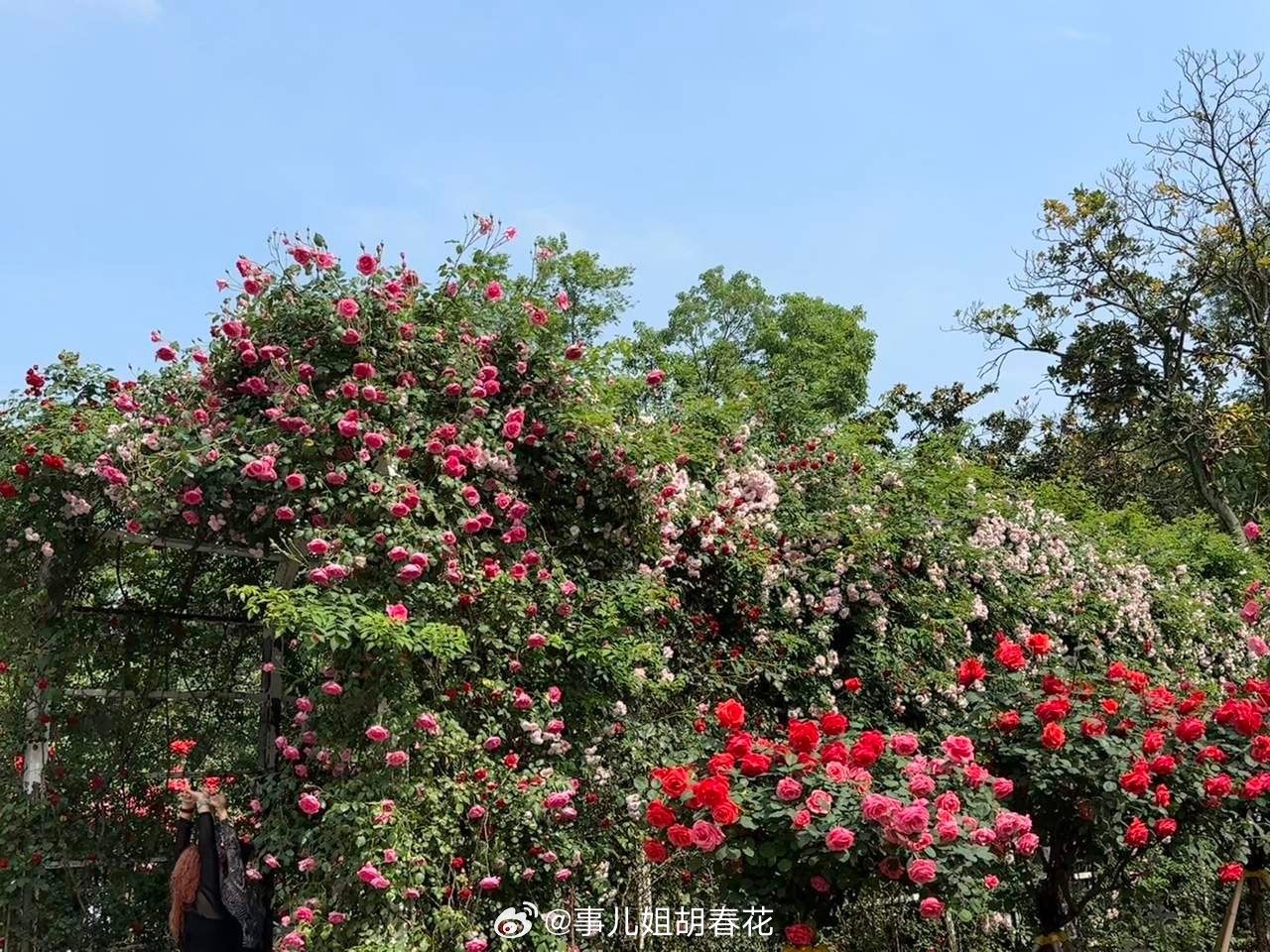 武汉樱花季刚过去，月季花就成了下一个顶流