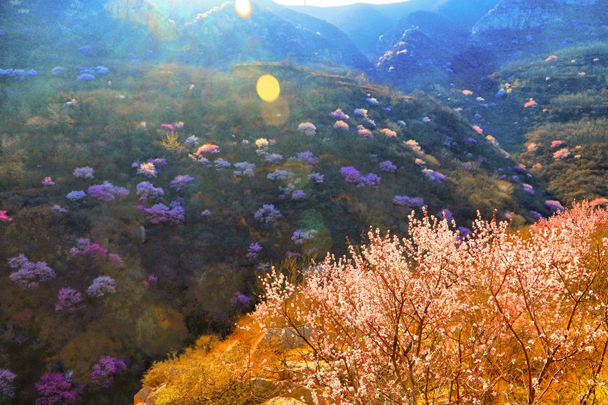 河南陕州：山桃花开妆点十里山谷