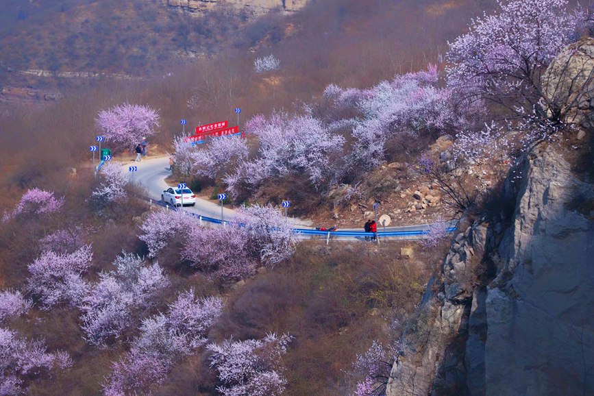 河南陕州：山桃花开妆点十里山谷