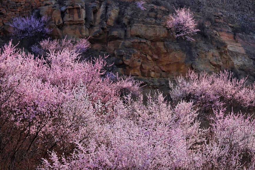 河南陕州：山桃花开妆点十里山谷