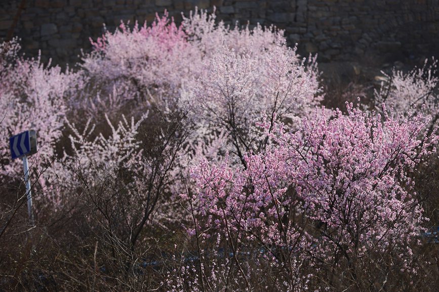 河南陕州：山桃花开妆点十里山谷