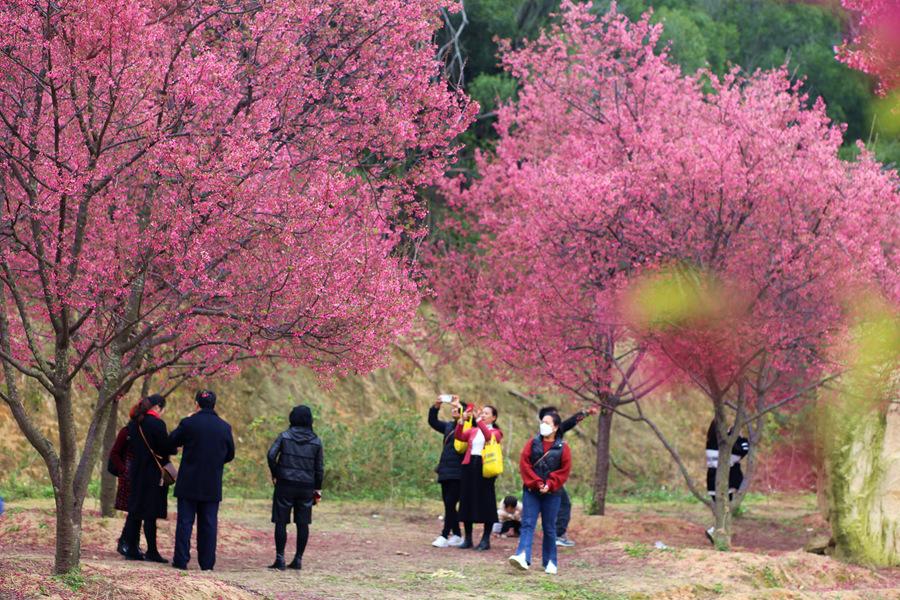 群芳阁寻芳指南：这五类人最适合的群芳阁寻芳方式