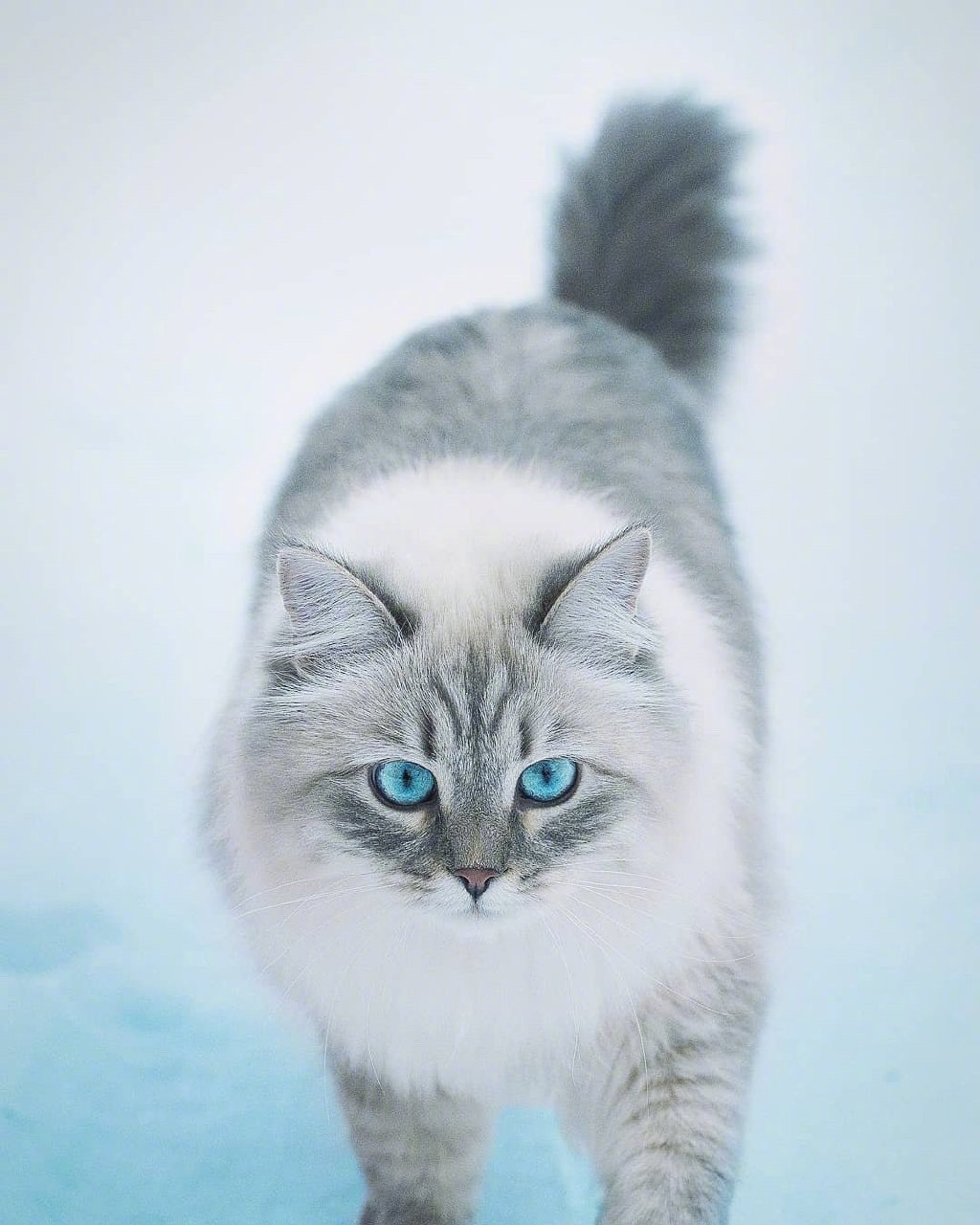 漫步在雪中的霸气西伯利亚森林猫