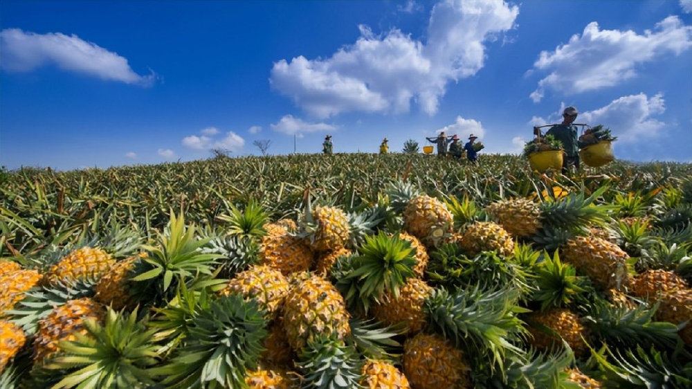 徐闻菠萝、雷州青枣，广东湛江唯二的两个国家地标农产品