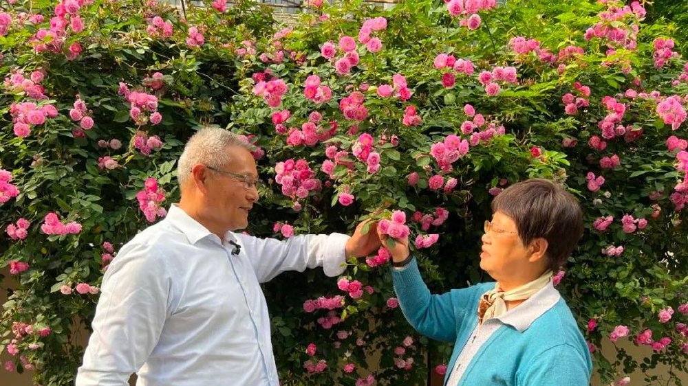 只因她名叫邓蔷薇，爱人为她种了满墙蔷薇花！