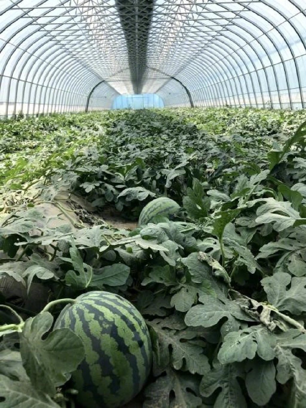 镇长求助!中牟百万斤西瓜已经成熟,瓜农急盼销路休闲区蓝鸢梦想 - Www.slyday.coM 镇长求助!中牟百万斤西瓜已经成熟,瓜农急盼销路休闲区蓝鸢梦想 - Www.slyday.coM