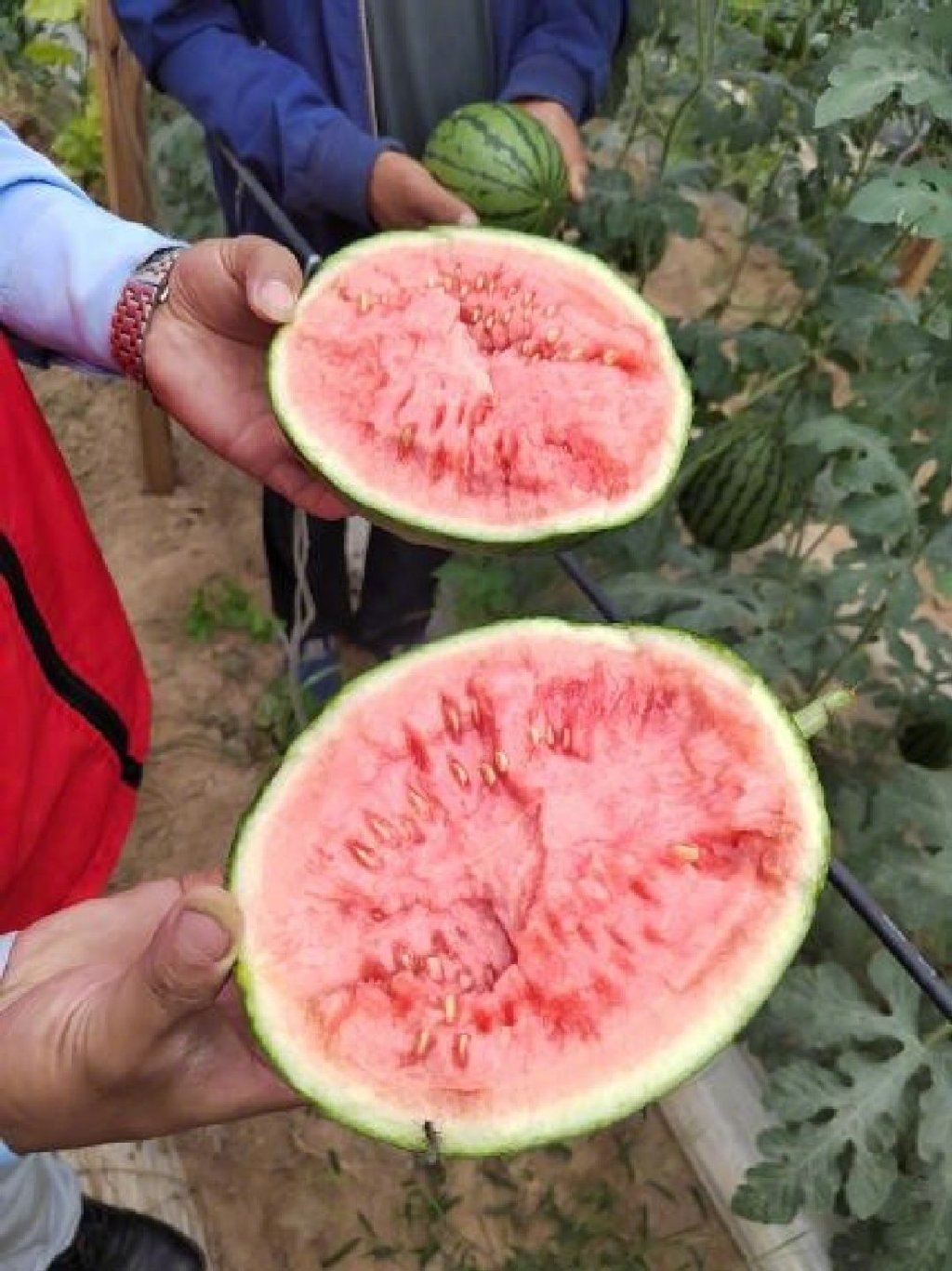 镇长求助!中牟百万斤西瓜已经成熟,瓜农急盼销路休闲区蓝鸢梦想 - Www.slyday.coM 镇长求助!中牟百万斤西瓜已经成熟,瓜农急盼销路休闲区蓝鸢梦想 - Www.slyday.coM