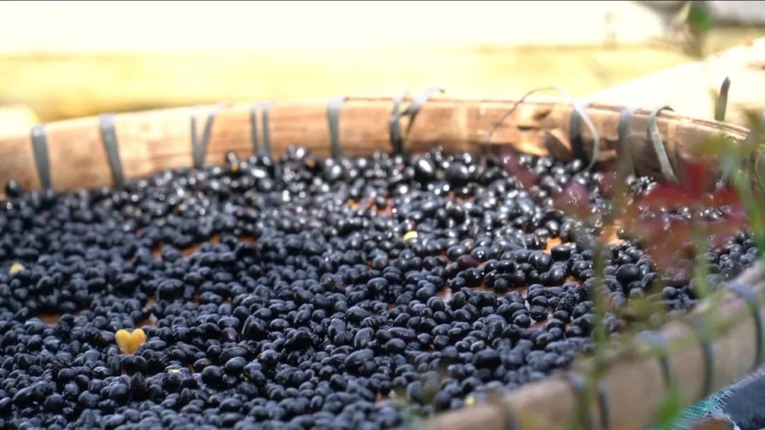 豆豉排行_全市第八个!“浏阳豆豉”捧回国家地理标志商标