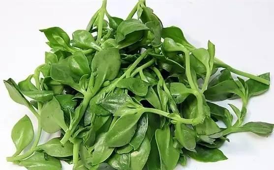 女性不想肚子鼓鼓,不妨多食此菜,排出体内毒素,身高蹭蹭的长休闲区蓝鸢梦想 - Www.slyday.coM 女性不想肚子鼓鼓,不妨多食此菜,排出体内毒素,身高蹭蹭的长休闲区蓝鸢梦想 - Www.slyday.coM