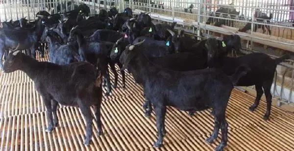 想滑雪?不必跨越南北!