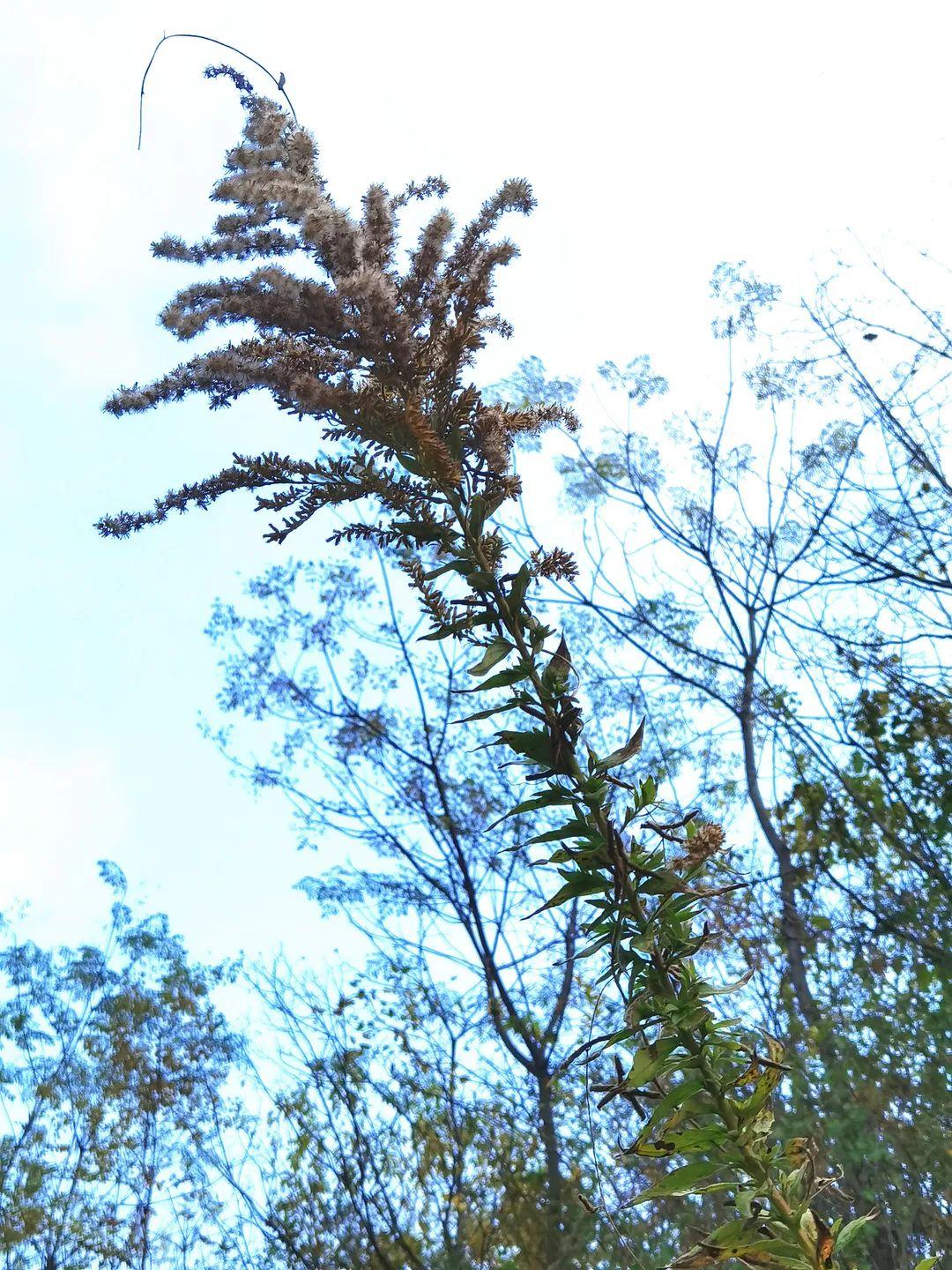 网友:“加拿大一枝黄花”发现后上报哪个部门?与本土的有啥区别?本报记者采访相关专家休闲区蓝鸢梦想 - Www.slyday.coM 网友:“加拿大一枝黄花”发现后上报哪个部门?与本土的有啥区别?本报记者采访相关专家休闲区蓝鸢梦想 - Www.slyday.coM