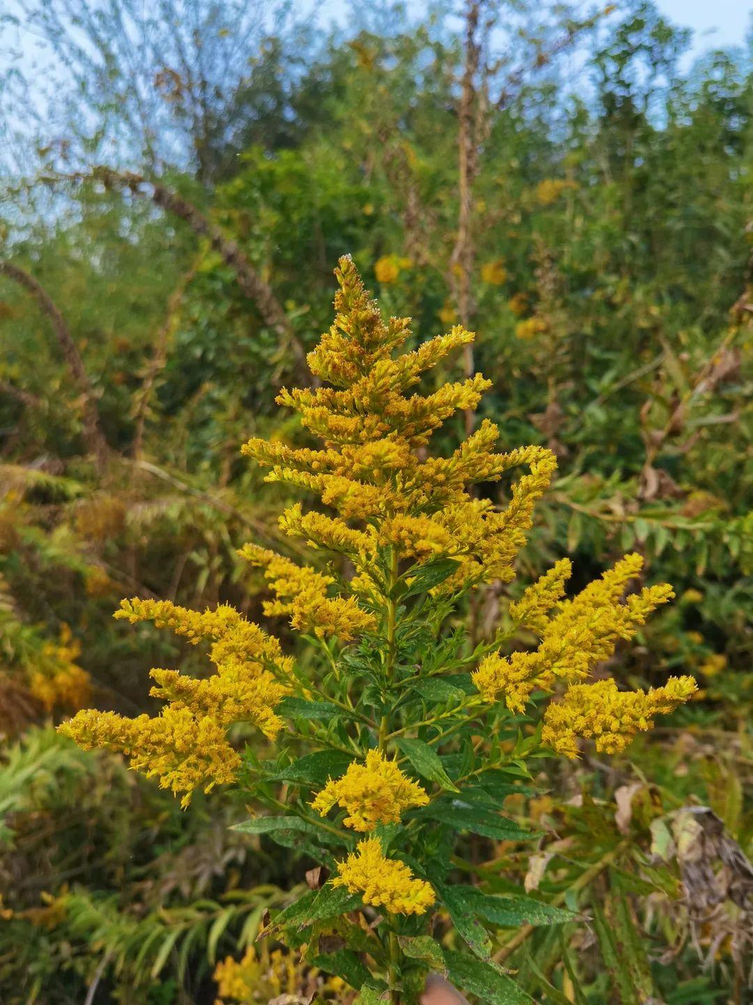 网友:“加拿大一枝黄花”发现后上报哪个部门?与本土的有啥区别?本报记者采访相关专家休闲区蓝鸢梦想 - Www.slyday.coM 网友:“加拿大一枝黄花”发现后上报哪个部门?与本土的有啥区别?本报记者采访相关专家休闲区蓝鸢梦想 - Www.slyday.coM
