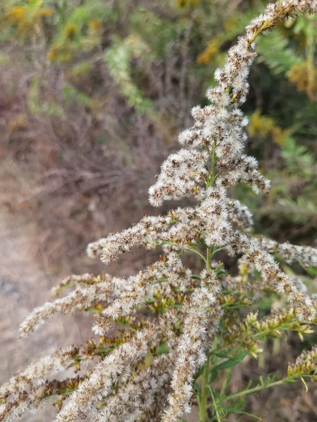 网友:“加拿大一枝黄花”发现后上报哪个部门?与本土的有啥区别?本报记者采访相关专家休闲区蓝鸢梦想 - Www.slyday.coM 网友:“加拿大一枝黄花”发现后上报哪个部门?与本土的有啥区别?本报记者采访相关专家休闲区蓝鸢梦想 - Www.slyday.coM