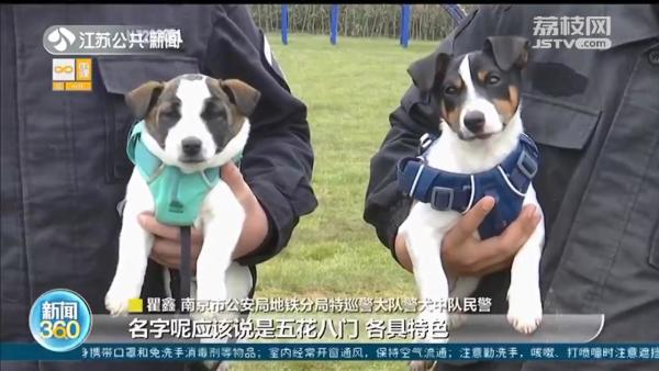 南京超小号警犬征名 首轮10组名字入选休闲区蓝鸢梦想 - Www.slyday.coM 南京超小号警犬征名 首轮10组名字入选休闲区蓝鸢梦想 - Www.slyday.coM