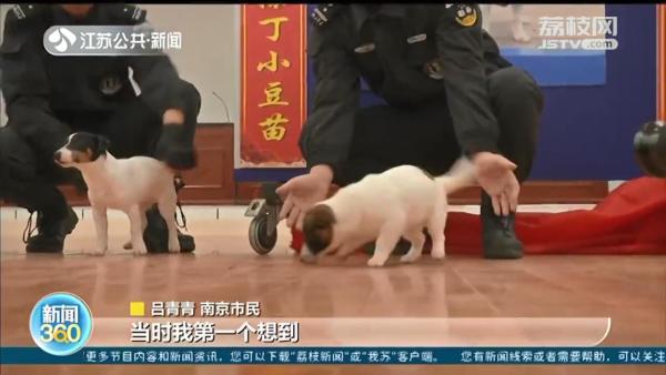 南京地铁超小号警犬正式授名:“状元豆 糖芋苗”,满满南京味休闲区蓝鸢梦想 - Www.slyday.coM 南京地铁超小号警犬正式授名:“状元豆 糖芋苗”,满满南京味休闲区蓝鸢梦想 - Www.slyday.coM