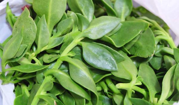 女性不想肚子鼓鼓,不妨多食此菜,排出体内毒素,身高蹭蹭的长休闲区蓝鸢梦想 - Www.slyday.coM 女性不想肚子鼓鼓,不妨多食此菜,排出体内毒素,身高蹭蹭的长休闲区蓝鸢梦想 - Www.slyday.coM