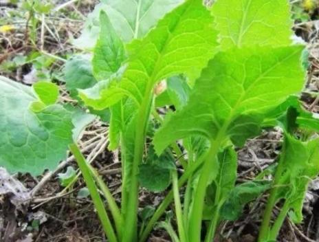 它是山野菜家族中的珍贵品种采摘回来包饺子非常美味