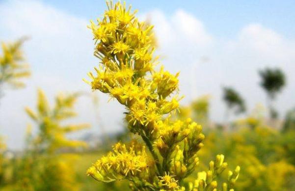 三级警长,水库巡查“加拿大一枝黄花”拍摄取证时,不慎落水身亡休闲区蓝鸢梦想 - Www.slyday.coM 三级警长,水库巡查“加拿大一枝黄花”拍摄取证时,不慎落水身亡休闲区蓝鸢梦想 - Www.slyday.coM