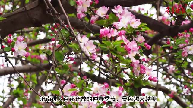 济南大批西府海棠怒放