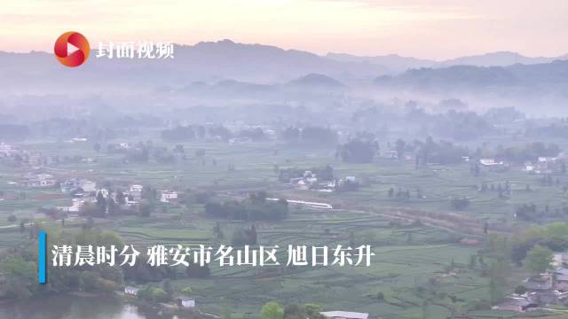 晨雾茶山相伴 动车穿行如画卷