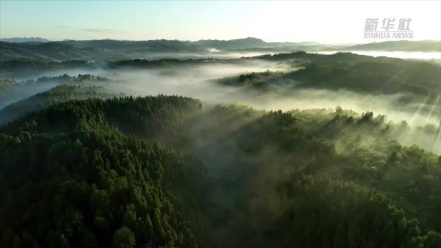湖南麻阳：森林晨景光影交错