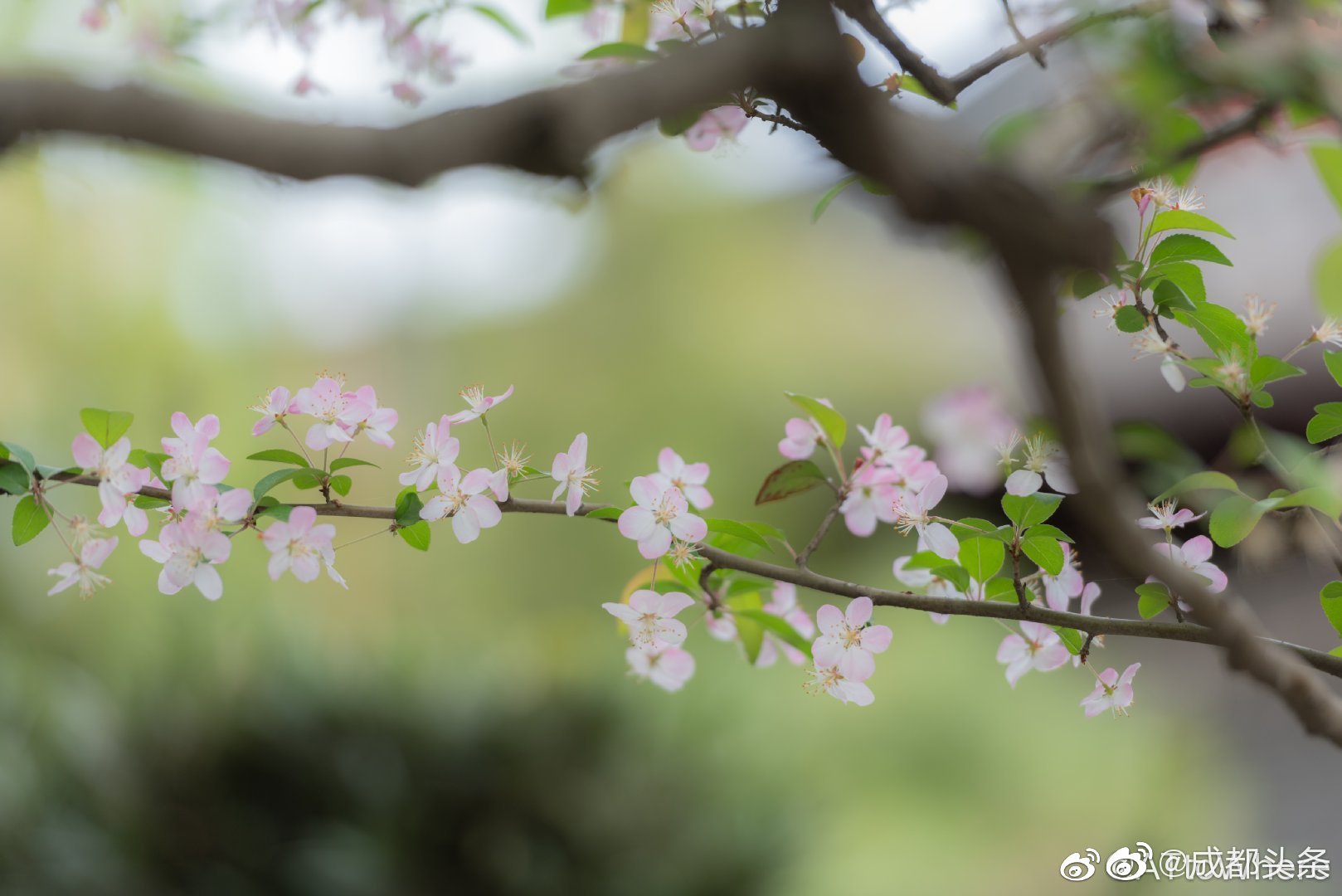 三月成都,花重锦官城.一片好春光,你去感受了吗