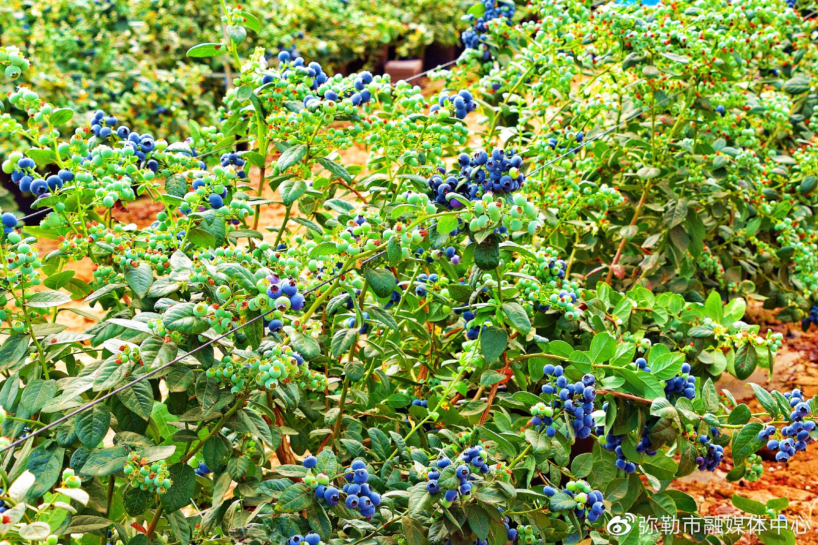 蓝莓园里的蓝莓_1920X1080_高清视频素材下载(编号:4769442)_实拍视频_VJ师网 www.vjshi.com