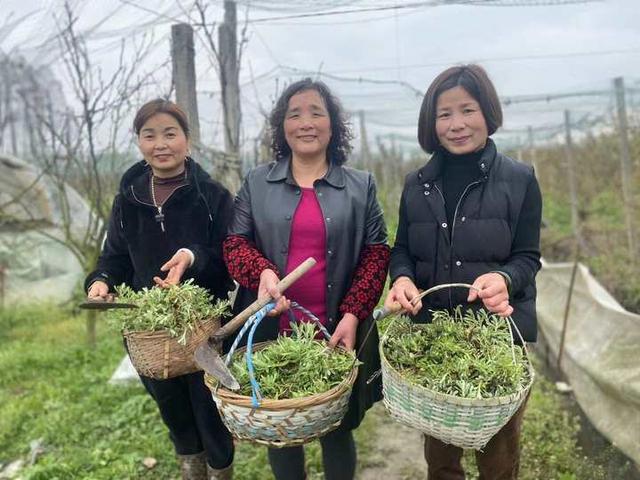 三月野草