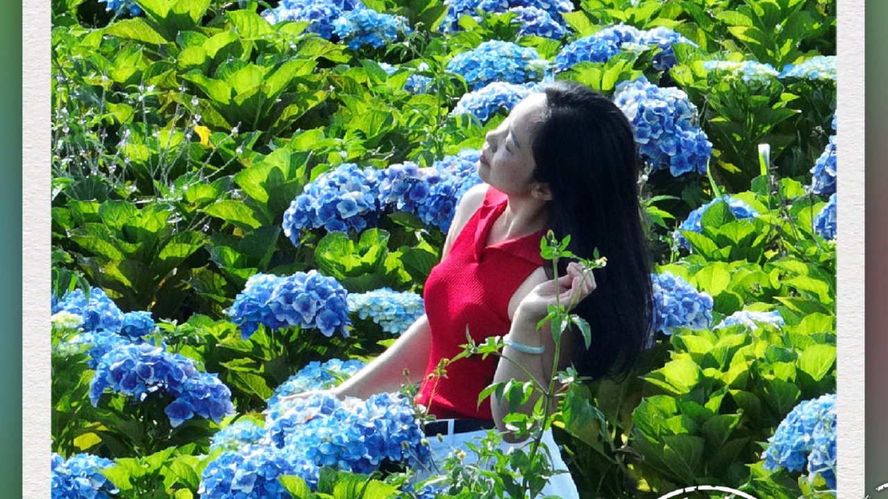 迷雾花海，美到“迷糊”——有一种叫云南的生活之365天