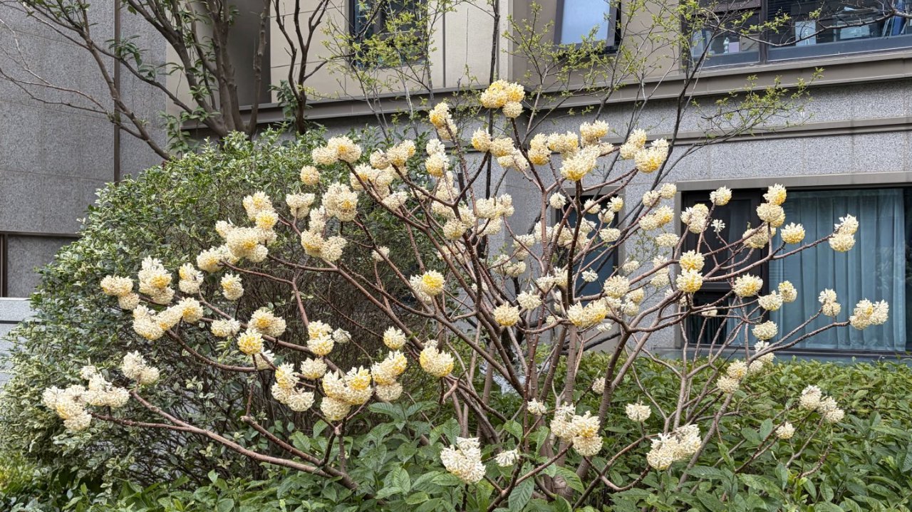 无叶也能开满枝！ 合肥一小区这株“香球花”，居然还会“打结”