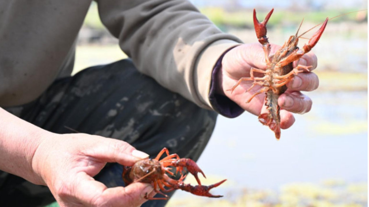 合肥小龙虾上市了