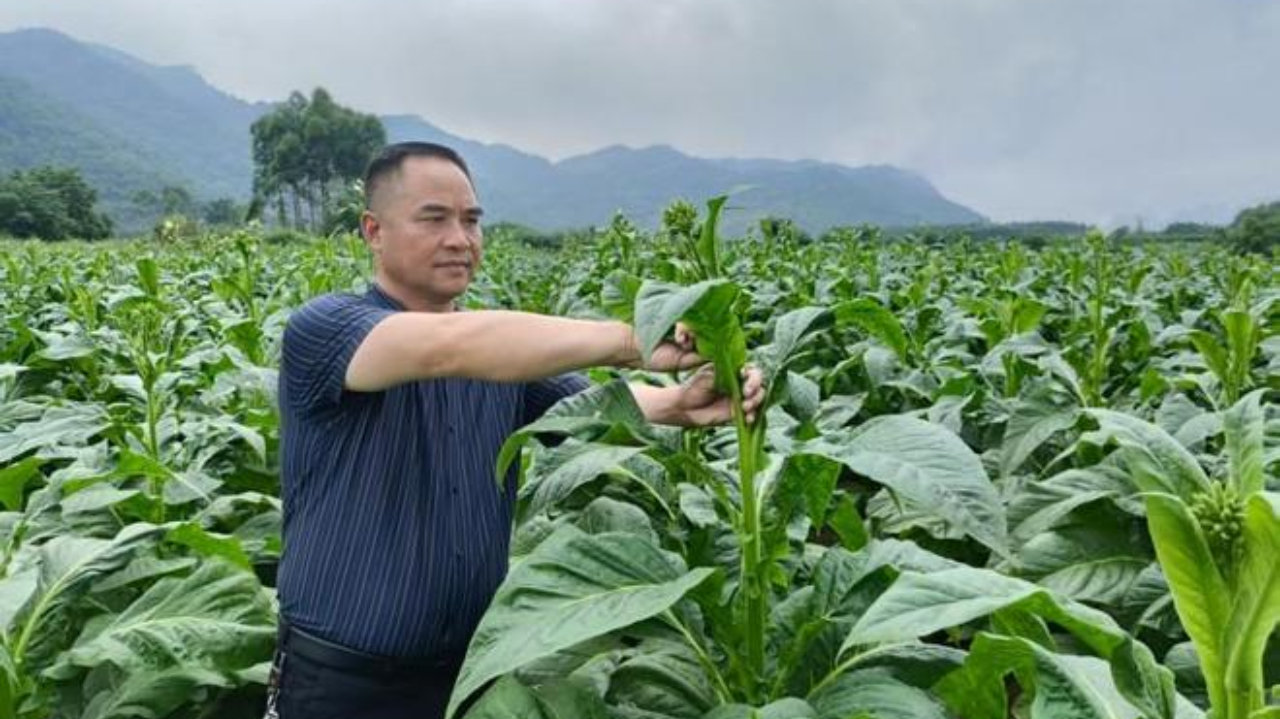广西罗城烟草：精准采收守好成熟关 匠心护航烟叶好品质