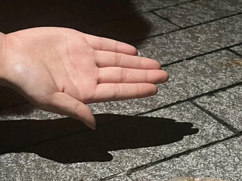广东暴雨后巨型蜗牛泛滥！专家紧急提醒：一只携带上百条寄生虫可致脑膜炎