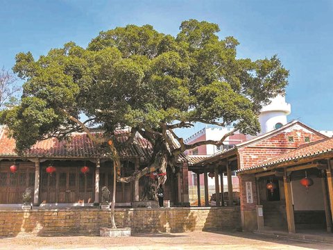 石狮为古树名木“买保险”