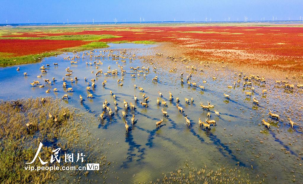 江苏东台:野生麋鹿聚集条子泥湿地|东台|江苏|聚集_新浪新闻