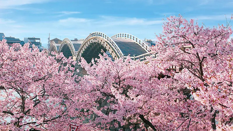 樱花盛开时，与君再相逢——2023最新日本樱花开花预想及赏樱胜地